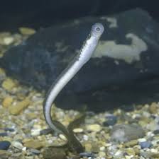 Attēlu rezultāti vaicājumam “Lampetra planeri”