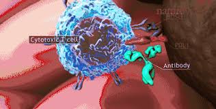 Image result for 艰苦阅历 孔泰初