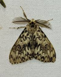 Attēlu rezultāti vaicājumam “Lymantria monacha imago”