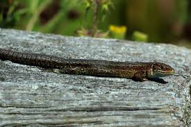 Attēlu rezultāti vaicājumam “Lacerta vivipara”