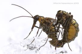 Attēlu rezultāti vaicājumam “Boreus”