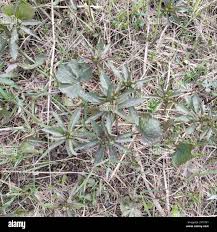 Attēlu rezultāti vaicājumam “Ranunculus cassubicus bud”