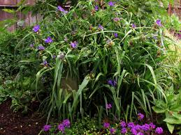 Attēlu rezultāti vaicājumam “Tradescantia virginiana flower”