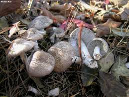 Attēlu rezultāti vaicājumam “Tricholoma sp.”