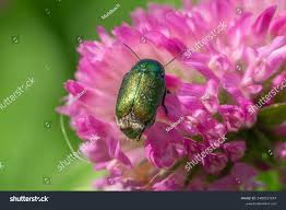 Attēlu rezultāti vaicājumam “Cryptocephalus aureolus, Cryptocephalus sericeus”