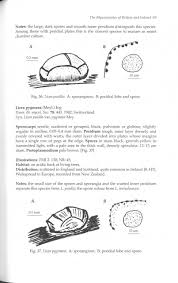 Attēlu rezultāti vaicājumam “Licea pusilla spores”