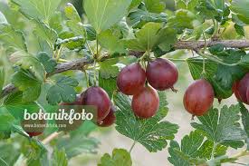 Attēlu rezultāti vaicājumam “Ribes uva-crispa fruit”