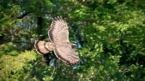 Image result for Pernis apivorus