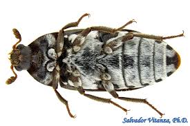 Attēlu rezultāti vaicājumam “Dermestidae”