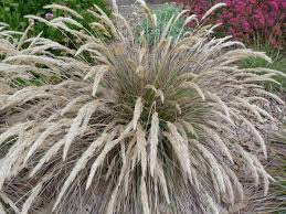 Attēlu rezultāti vaicājumam “Calamagrostis canescens leaf”