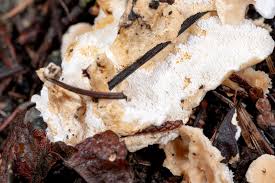 Attēlu rezultāti vaicājumam “Sistotrema confluens”