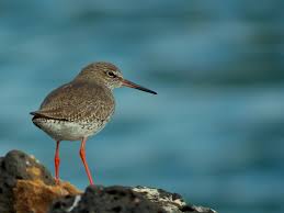 Attēlu rezultāti vaicājumam “Tringa totanus”