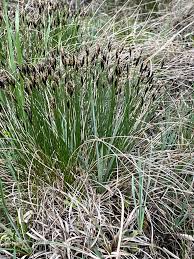 Attēlu rezultāti vaicājumam “Schoenus ferrugineus flower”