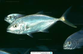 Image result for Caranx bartholomaei