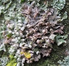 Attēlu rezultāti vaicājumam “Erythricium aurantiacum”