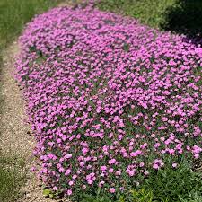Image result for Dianthus gratianopolitanus