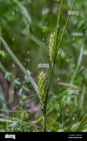 Attēlu rezultāti vaicājumam “Carex hirta male flower”