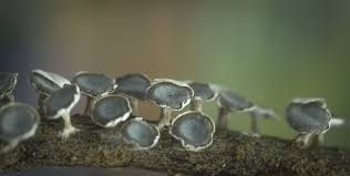 Attēlu rezultāti vaicājumam “Diderma hemisphaericum”