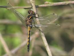 Attēlu rezultāti vaicājumam “Leucorrhinia pectoralis female”