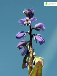 Attēlu rezultāti vaicājumam “Polygala amarella”
