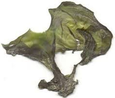 Attēlu rezultāti vaicājumam “Nostoc pruniforme macro”