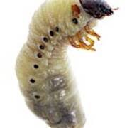 Attēlu rezultāti vaicājumam “Oryctes nasicornis larva”