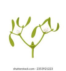 Attēlu rezultāti vaicājumam “Viscum album fruit”