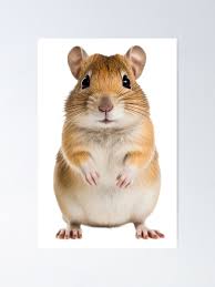 Image result for Gerbil
