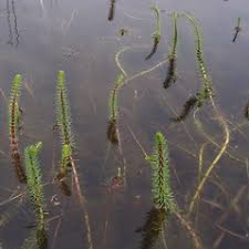 Attēlu rezultāti vaicājumam “Hippuridaceae”