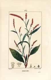 Attēlu rezultāti vaicājumam “Persicaria hydropiper”