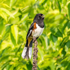 Image result for Pipilo erythrophthalmus