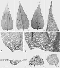 Attēlu rezultāti vaicājumam “Brachythecium”