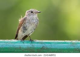 Attēlu rezultāti vaicājumam “Muscicapa striata juvenile”