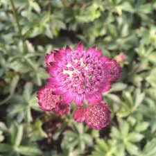 Attēlu rezultāti vaicājumam “Astrantia major fruit”
