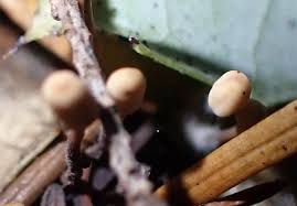 Attēlu rezultāti vaicājumam “Heyderia abietis”