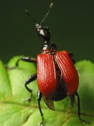 Attēlu rezultāti vaicājumam “Apoderus coryli”