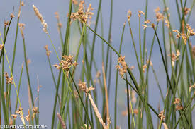 Attēlu rezultāti vaicājumam “Schoenoplectus lacustris subsp. glaucus bud”
