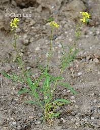 Attēlu rezultāti vaicājumam “Sisymbrium altissimum”