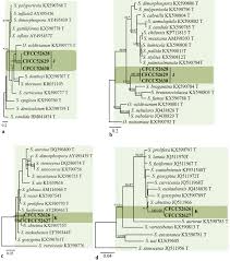 Attēlu rezultāti vaicājumam “Ophiostoma polyporicola”