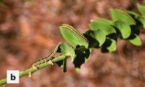 Attēlu rezultāti vaicājumam “Calophasia lunula larva”