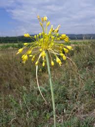 Attēlu rezultāti vaicājumam “Allium cepa flower”