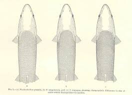 Image result for Ptychocheilus grandis