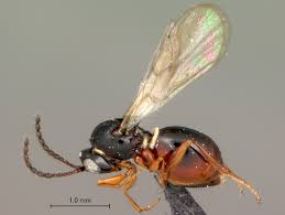 Attēlu rezultāti vaicājumam “Cynipidae”