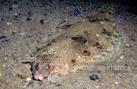 Image result for Microstomus kitt