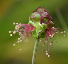 Attēlu rezultāti vaicājumam “Poterium sanguisorba flower”