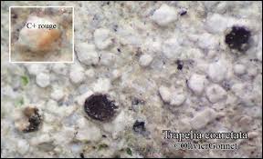 Attēlu rezultāti vaicājumam “Trapelia coarctata”