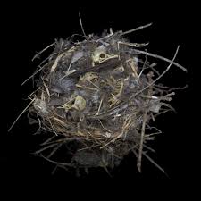 Attēlu rezultāti vaicājumam “Troglodytes troglodytes nest”