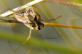 Attēlu rezultāti vaicājumam “Notonecta glauca”