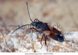 Attēlu rezultāti vaicājumam “Eremocoris plebejus”