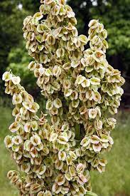 Attēlu rezultāti vaicājumam “Rheum rhabarbarum flower”